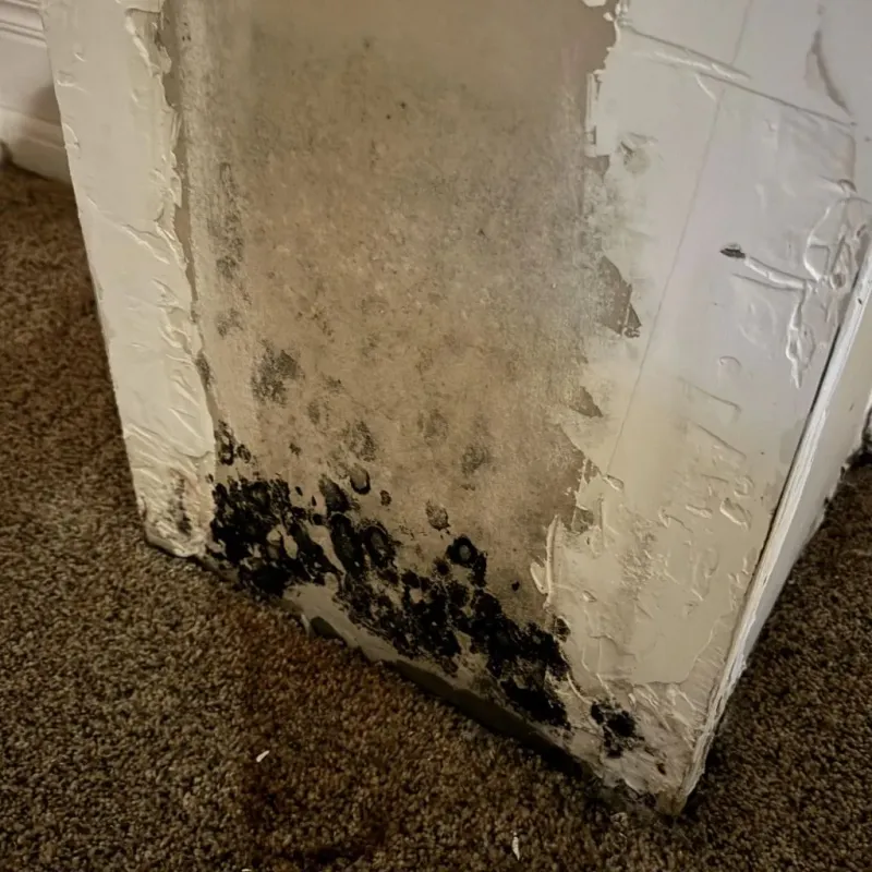 Professional Mold Removal in Calhoun, GA